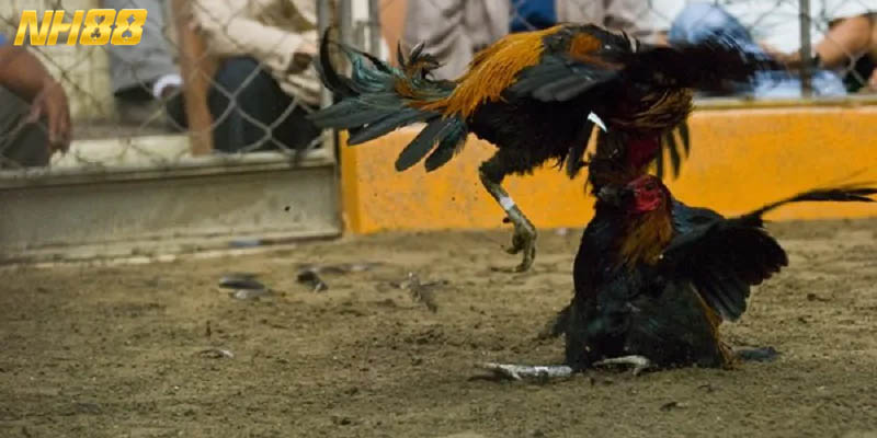 Các phần tranh tài đều có thời lượng ngắn, không làm hội viên chờ lâu