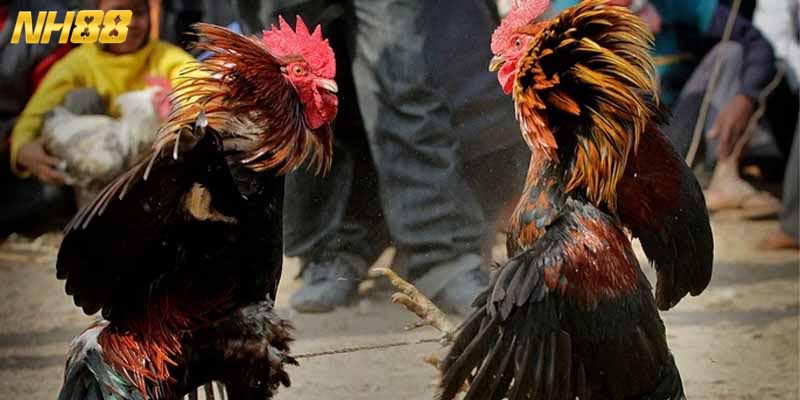 Chi tiết các thông tin về luật chọi kê online cho hội viên