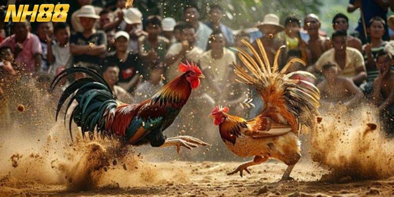 Đá gà thú vị, kịch tính