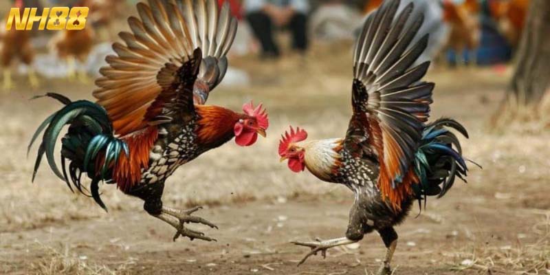 Giới thiệu một vài hình thức đá gà NH88 chất lượng nhất