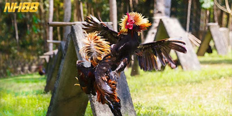 Cách nhận biết chiến kê đạt chuẩn đá đâu thắng đó 