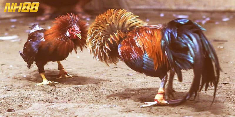 Hướng dẫn trải nghiệm loại hình giải trí đầy ấn tượng