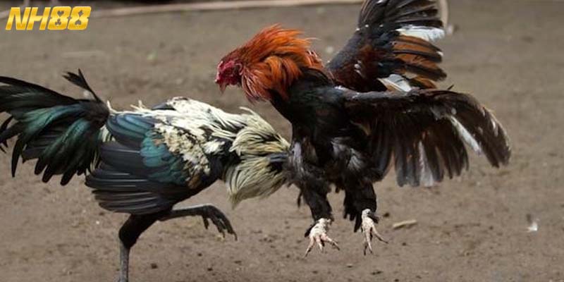 Khái quát một vài nét căn bản về sảnh đá gà trực tuyến uy tín