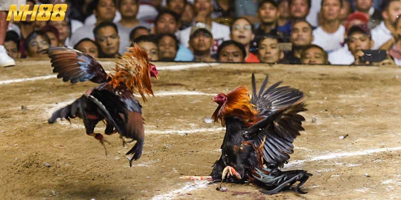 Lối đánh đặc sắc trong các trận đá chiến kê đòn