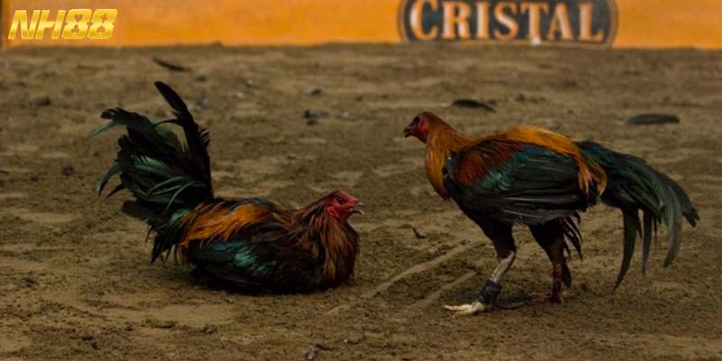 Đá gà NH88 mang đến vô vàn lợi thế cho khách hàng