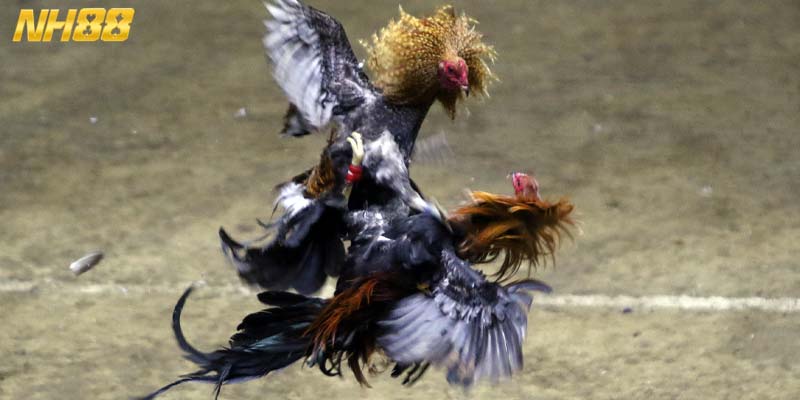 Sự khác biệt của đá gà đòn truyền thống