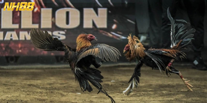 Tham gia các trận đá gà tre NH88 dễ dàng hơn bao giờ hết